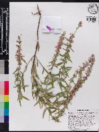Dicerandra linearifolia var. robustior image