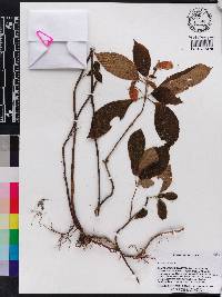 Gasteranthus villosus image