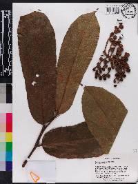 Tetrathylacium macrophyllum image