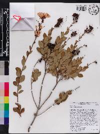 Bejaria racemosa image