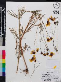 Coreopsis tinctoria image