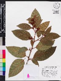 Colubrina arborescens image