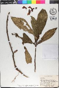 Gasteranthus calcaratus image