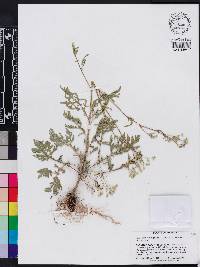 Parthenium hysterophorus image