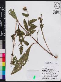 Silphium asteriscus image