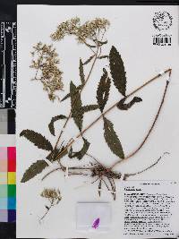 Eupatorium album image