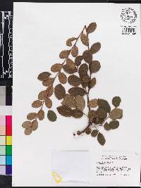 Loropetalum chinense image