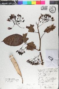 Solanum splendens image