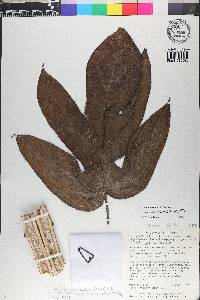 Solanum splendens image