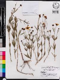 Coreopsis major image