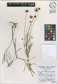 Coreopsis grandiflora var. inclinata image