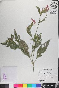 Justicia ramulosa image