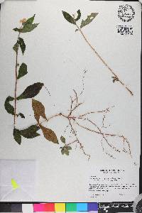 Pseuderanthemum congestum image