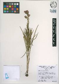 Liatris oligocephala image