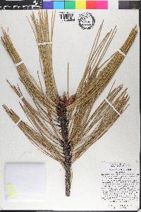 Pinus jeffreyi image