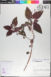 Aciotis purpurascens image