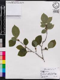 Ilex ambigua image