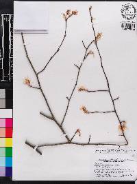 Amelanchier canadensis image