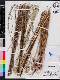 Spartina bakeri image
