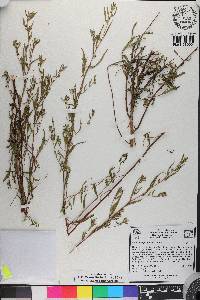 Ludwigia sphaerocarpa image