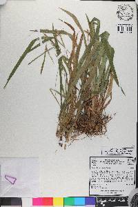 Carex flaccosperma image