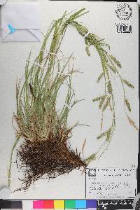 Carex cherokeensis image