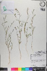 Gayophytum diffusum image