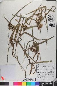 Tradescantia hirsuticaulis image