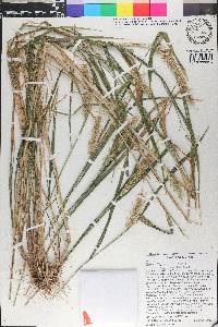Elymus riparius image