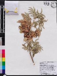 Melianthus comosus image