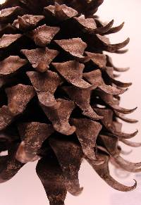 Pinus coulteri image