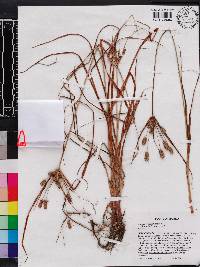 Cyperus retrorsus image