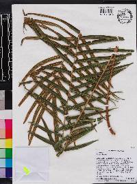 Pteris vittata image