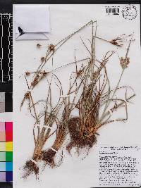 Cyperus retrorsus image