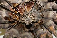 Pinus coulteri image