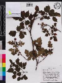 Nekemias arborea image