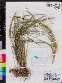 Aristida spiciformis image