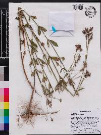 Verbena brasiliensis image