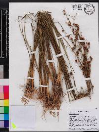 Juncus scirpoides image