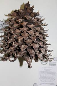 Pinus coulteri image