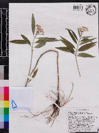 Asclepias perennis image