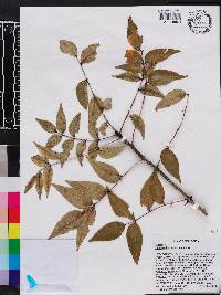 Zanthoxylum clava-herculis image