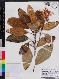 Hydrangea serratifolia image