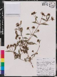 Bidens tripartita image