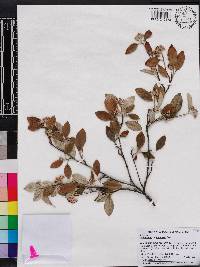 Cotoneaster franchetii image