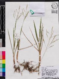 Panicum repens image