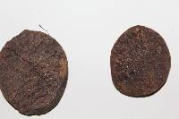 Detarium macrocarpum image