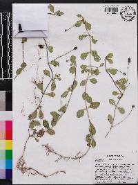 Phyla nodiflora image