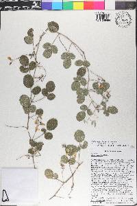 Galactia floridana image