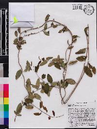 Berchemia scandens image